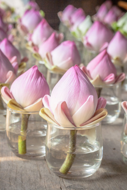 Red lotus florist for pray to the Buddha