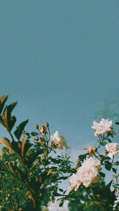 精致壁纸
