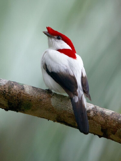 【阿拉里皮娇鹟】Araripe Manakin，盔娇鹟属，极危