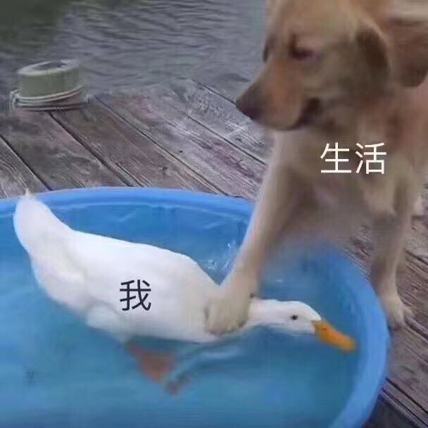 大白鹅