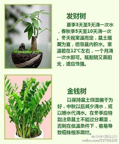 18种常见家养绿植的正确浇水方法~学起来，再也不做植物杀手了 ​​​​