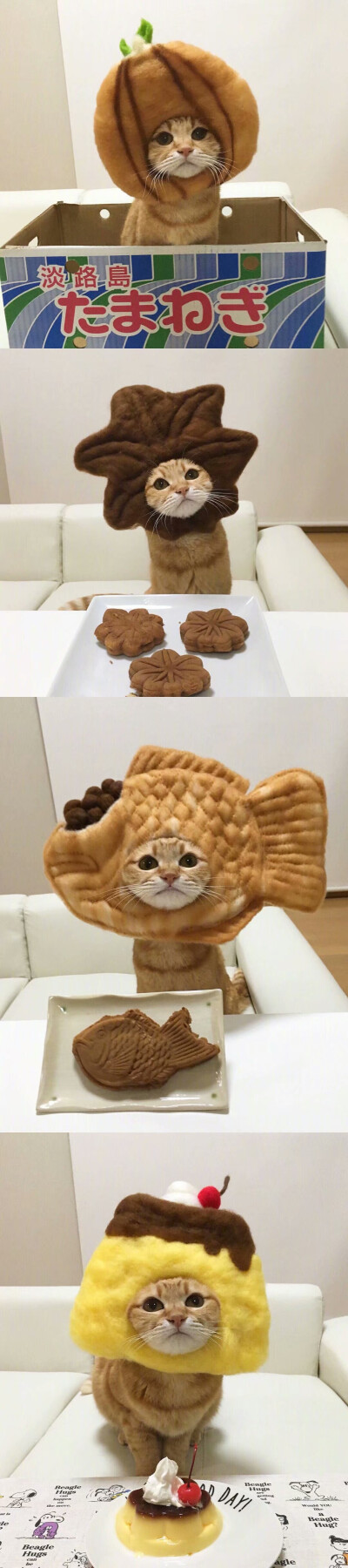 猫咪