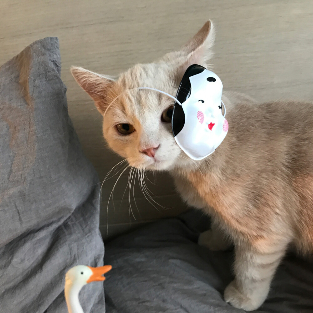 Daisy妤故の猫 小奶猫 可爱 猫星人