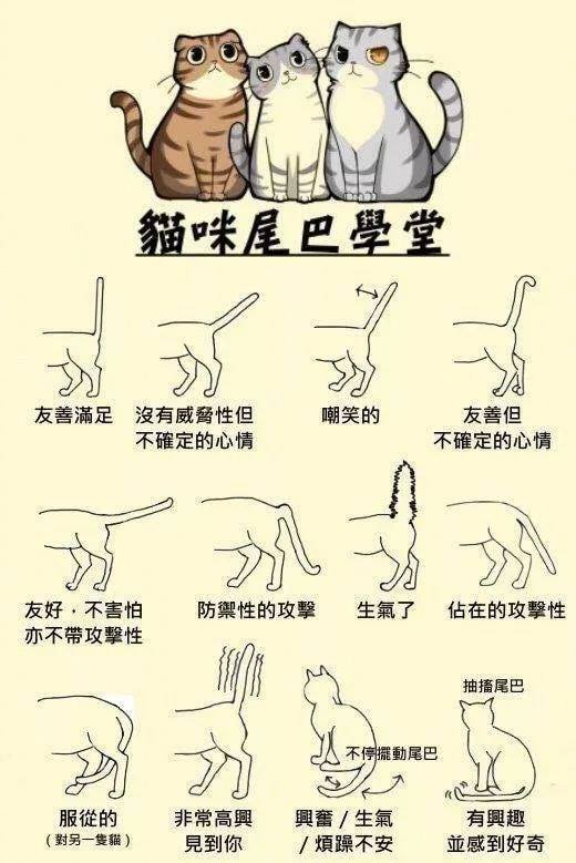 猫尾巴透露的意思67