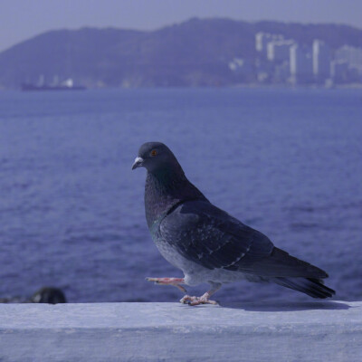 适宜久居 适宜老去 ​​​​感谢分享：@布魯斯小島 地址：韩国 釜山影岛这个小岛 ，没有一转身就能看到便利店 ，没有一家饭店在11点前开张 。但清晨老人会带着小孩去海边钓鱼， 用蹩脚的韩语向水果店老板问路， 老…