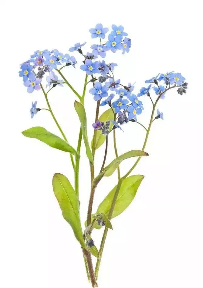 学名：Myosotis silvatica?Ehrh. ex Hoffm.
别名：勿忘我
花语：请不要忘记我真诚的爱
门：被子植物门
纲：双子叶植物纲?
目：管状花目
科：紫草科
属：勿忘草属
种：勿忘草
花期：春夏
