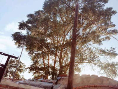 青鴿兒男朋友拍的美图