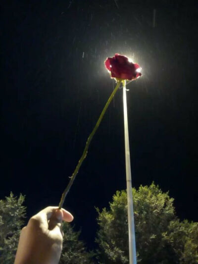 青鴿兒男朋友拍的美图