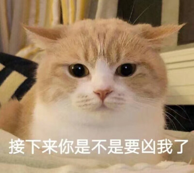 猫咪表情图