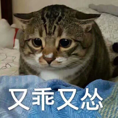 猫咪表情图