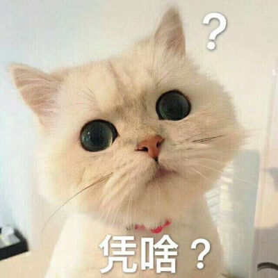 猫咪表情图