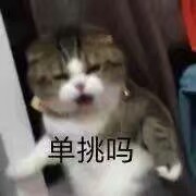 猫咪表情图