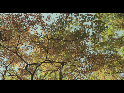 little forest。小森林