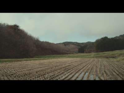 little forest。小森林