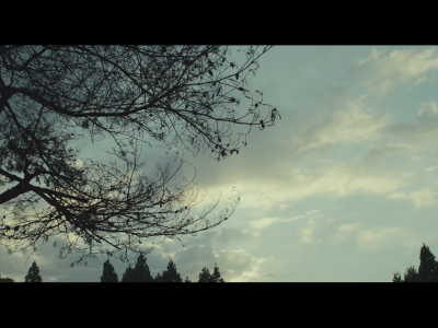 little forest。小森林