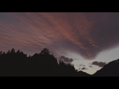 little forest。小森林