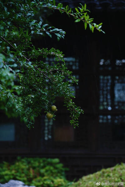 大暑天，喜逢一场雷阵雨。愚园静院深深，蕴藏着多少自然生趣，荷风逐炎，紫薇开得正盛，池鹭不时飞过水面，处处清幽涤神… ​
cr：@微风吹淡的蓝