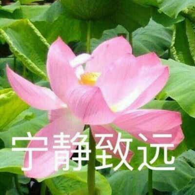 莲花头像