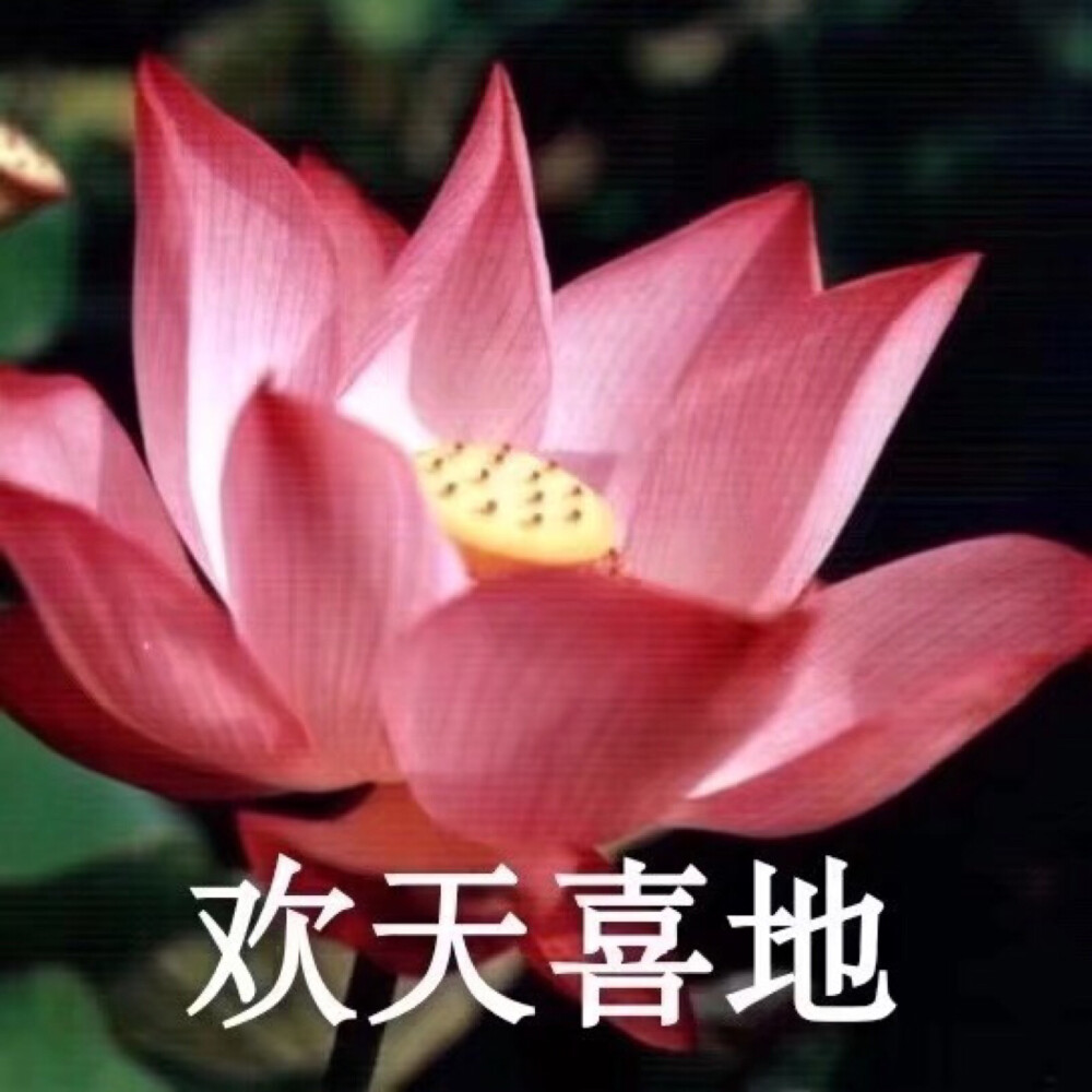 莲花头像