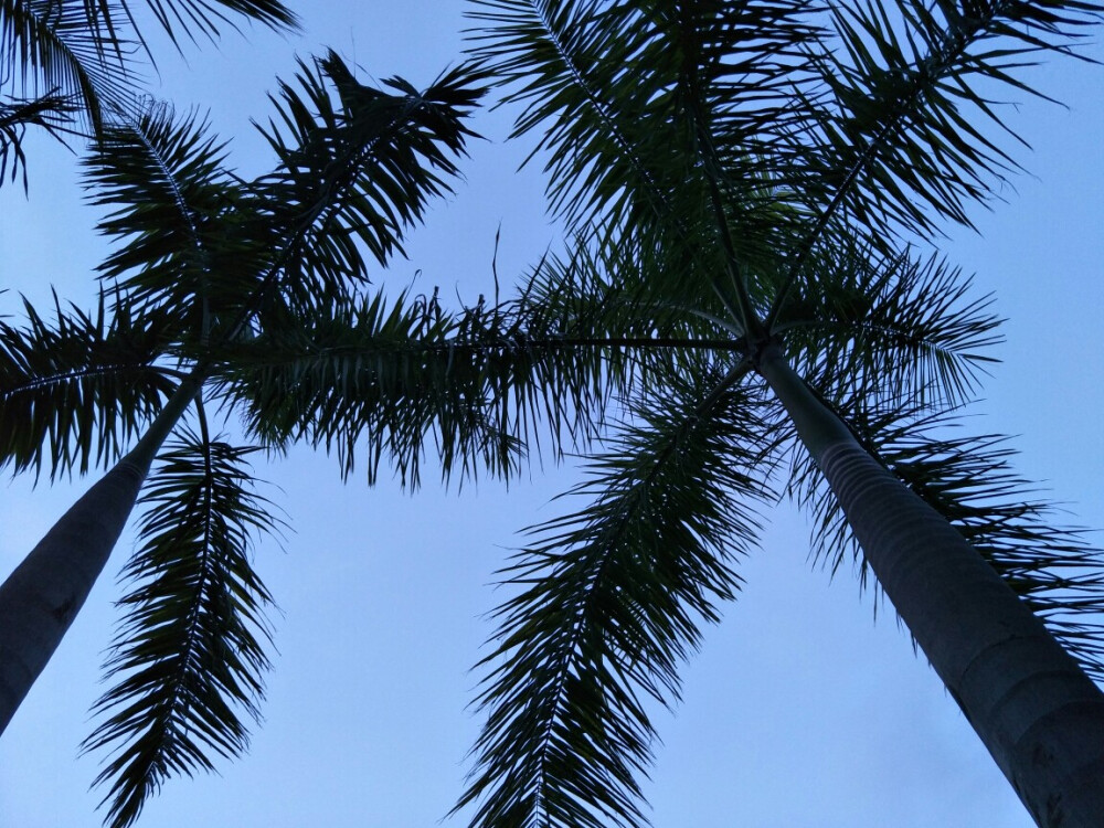 sea and palm tree