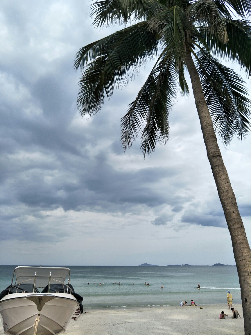 sea and palm tree