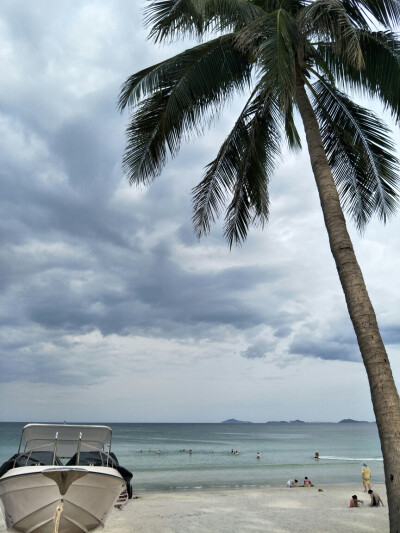 sea and palm tree