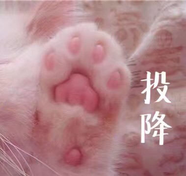 猫咪表情包 禁止二传谢谢