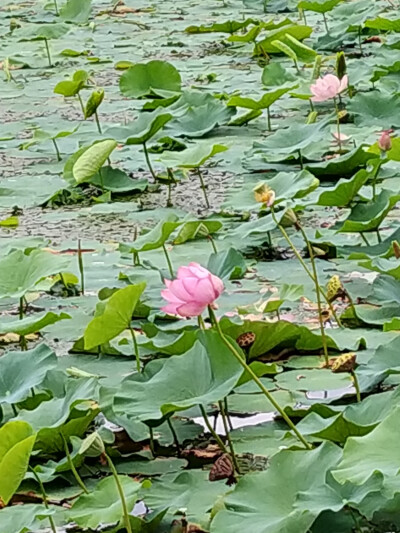 荷花池，