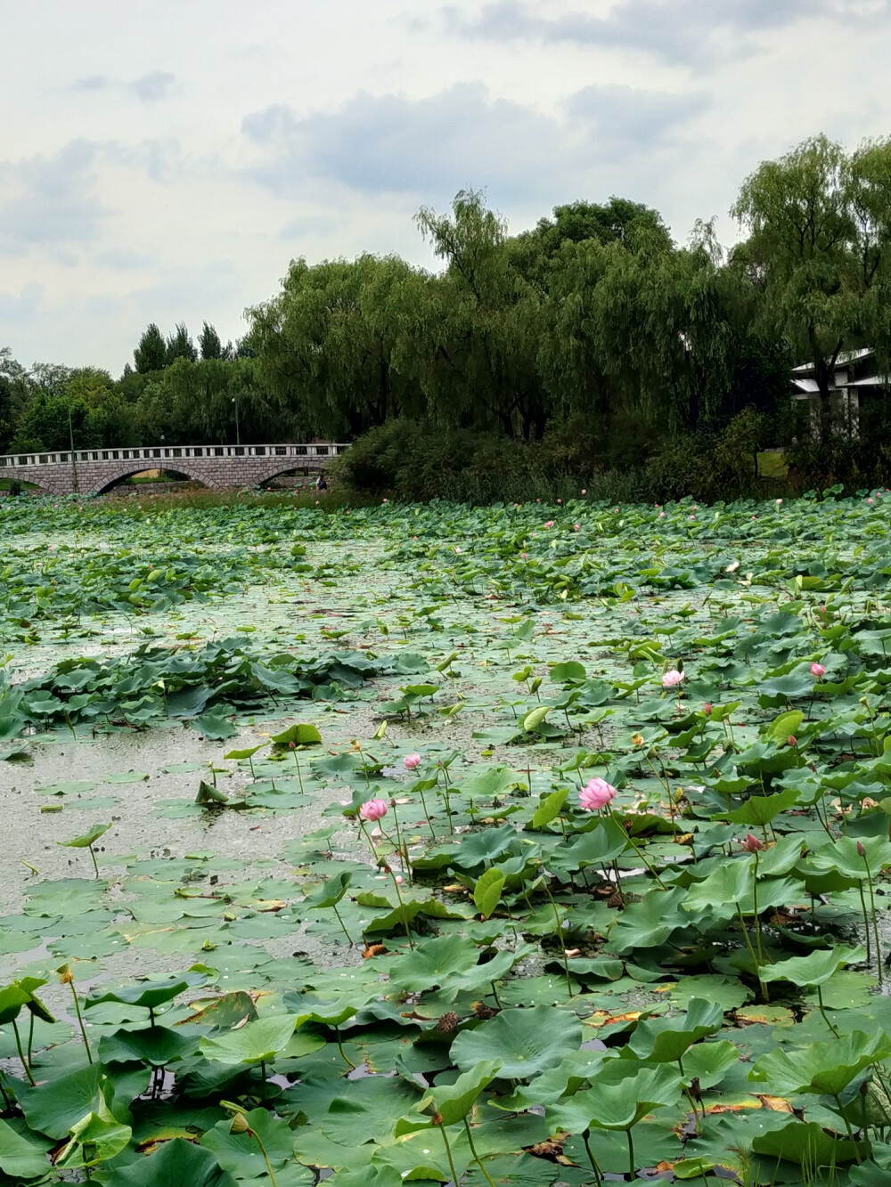 荷花池，