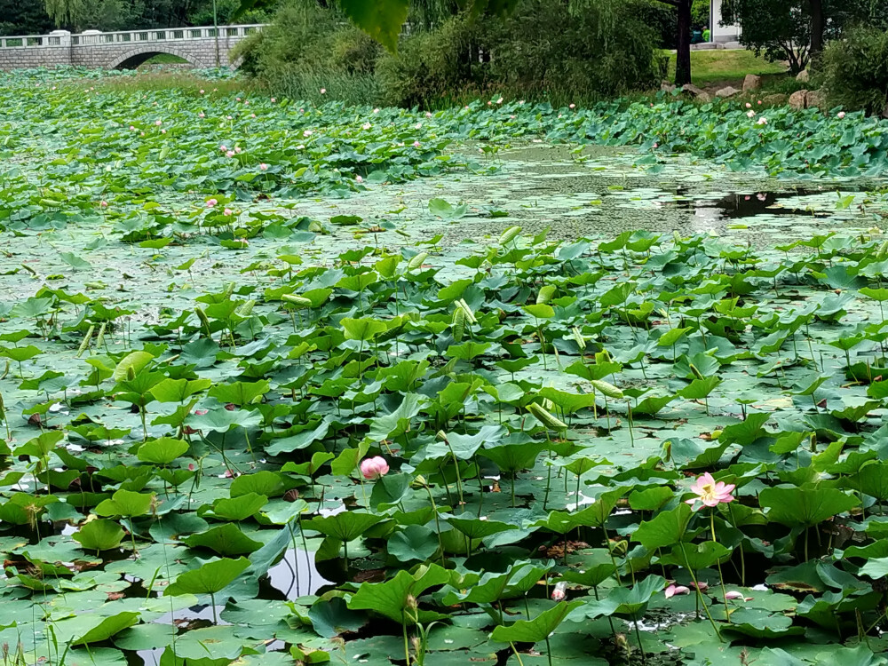 荷花池，