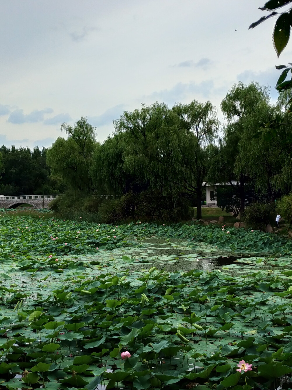 荷花池，