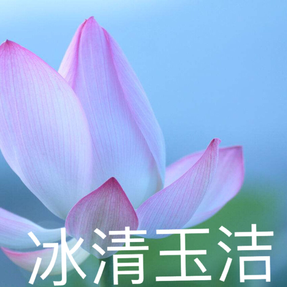 莲花头像