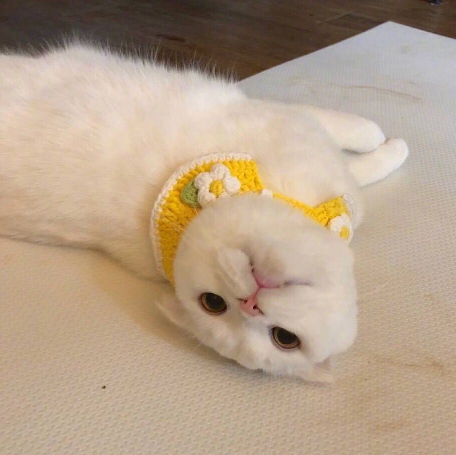 Daisy妤故の猫 小奶猫 可爱 猫星人