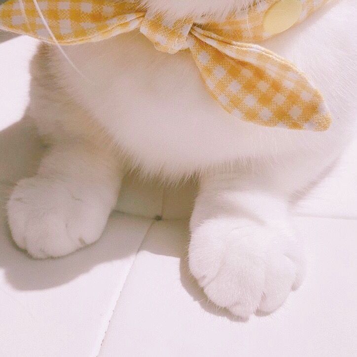 Daisy妤故の猫 小奶猫 可爱 猫星人