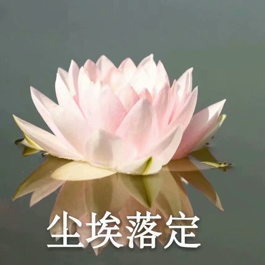 莲花头像