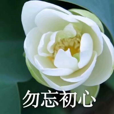 莲花头像