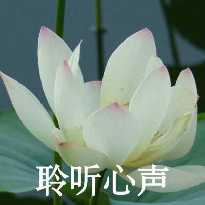 莲花头像