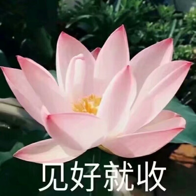 莲花头像