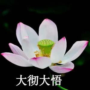 莲花头像