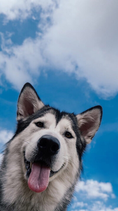 柴犬哈士奇狗狗可爱皮呆萌壁纸