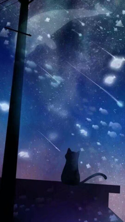 星空下的猫