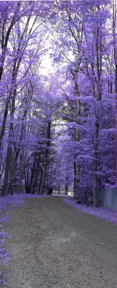 Path down to Lake Bryn Mawr,Pennsylvania, USA.美国宾夕法尼亚州布林莫尔湖边小径。