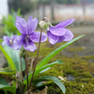 紫花地丁
