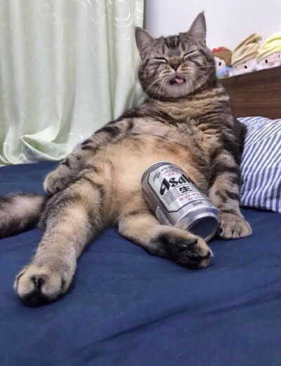 Drunk cat