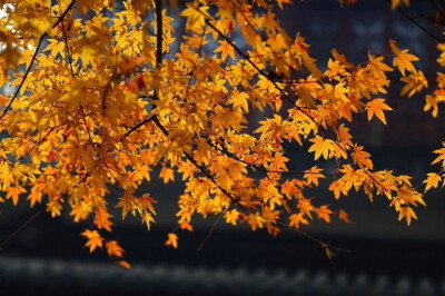 门虽设，常掩秋来春去过花尽落，曾是风吹雨打错人亦错，时光亦过… ​​​​