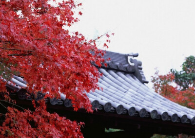 门虽设，常掩秋来春去过花尽落，曾是风吹雨打错人亦错，时光亦过… ​​​​