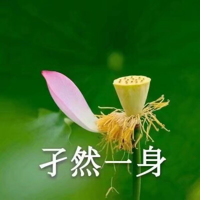 形容心情的 荷花