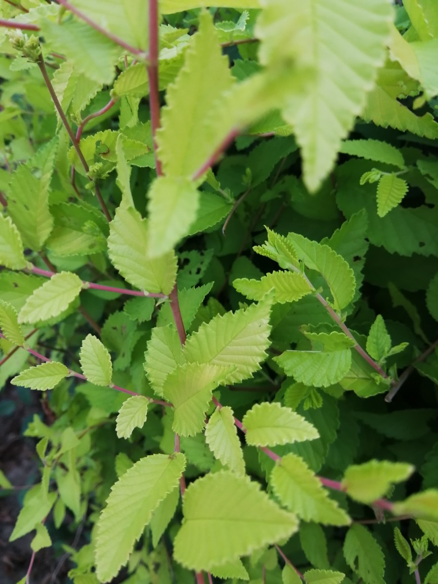 植物