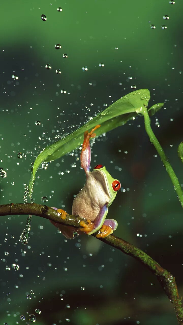 雨水