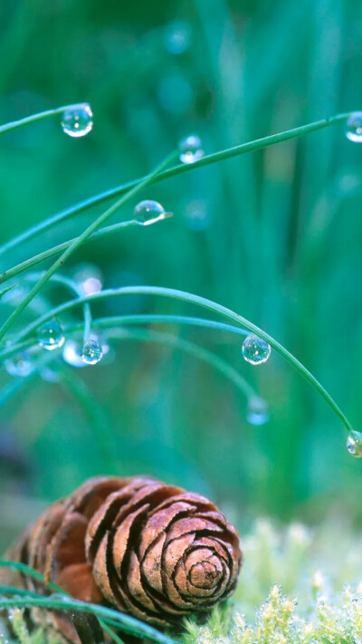 雨水